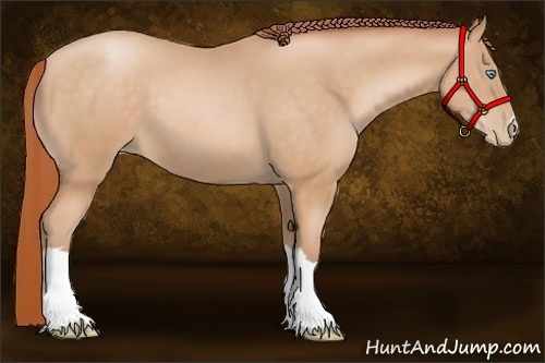 Horse Color:Buckskin Pearl 