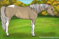 Horse Color:Silver Buckskin Dun Tobiano