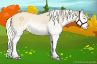 Horse Color:Cremello Splash  and Cremello Splash 