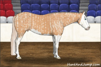 Horse Color:Cremello Splash  and Gray Cremello Splash 