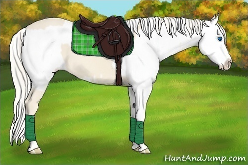 Horse Color:Cremello Splash  and Cremello Splash Appaloosa 