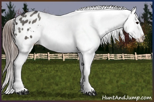 Horse Color:Grullo Splash Snowflake Varnish