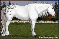 Horse Color:Grullo Splash Appaloosa 