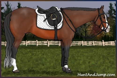 Horse Color:Bay Splash 