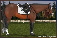 Horse Color:Bay Splash 