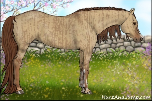 Horse Color:Red Dun  and Red Dun 