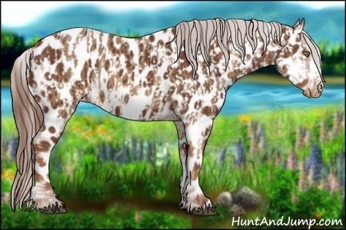 Horse Color:Palomino Appaloosa  and Chestnut Appaloosa 