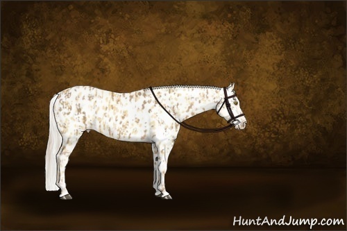 Horse Color:Palomino Near Leopard and Palomino Near Leopard