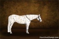 Horse Color:Palomino Appaloosa  and Palomino Appaloosa 