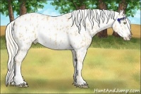 Horse Color:Palomino Near Leopard  and Palomino Tobiano Near Leopard 