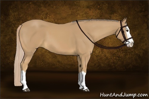 Horse Color:Palomino Splash 
