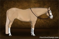 Horse Color:Palomino Splash