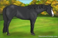 Horse Color:Black Splash