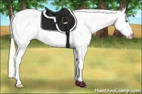 Horse Color:Buckskin Roan Pearl Appaloosa  and Buckskin Roan Pearl Appaloosa 