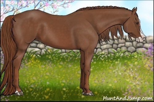 Horse Color:Chestnut Splash 