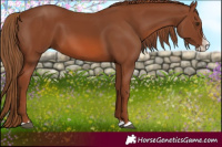 Horse Color:Chestnut Splash 