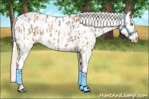 Horse Color:Palomino Appaloosa and Palomino Appaloosa