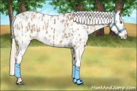 Horse Color:Palomino Appaloosa  and Palomino Appaloosa 