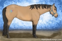 Horse Color:Buckskin 