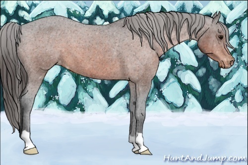Horse Color:Brown Appaloosa 