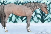 Horse Color:Brown Appaloosa