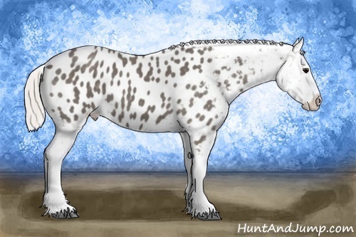 Horse Color:Silver Blue Roan Tobiano Near Leopard 