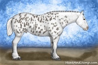 Horse Color:Silver Blue Roan Tobiano Near Leopard 