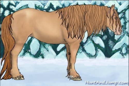 Horse Color:Gold Champagne 