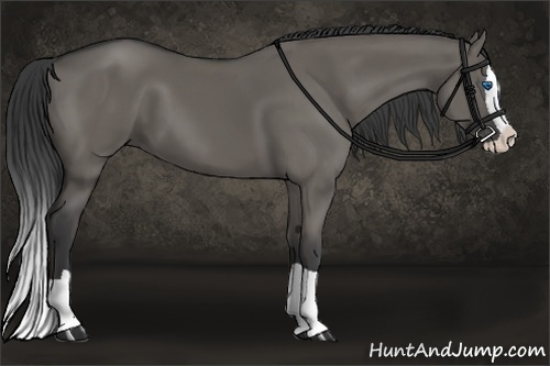 Horse Color:Grullo Splash
