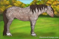 Horse Color:Liver Chestnut Ice 