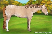 Horse Color:Gold Champagne Ice 