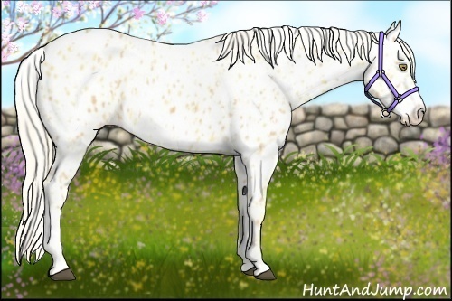 Horse Color:Palomino Appaloosa and Palomino Appaloosa
