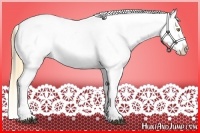 Horse Color:Palomino Near Leopard and Buckskin Near Leopard
