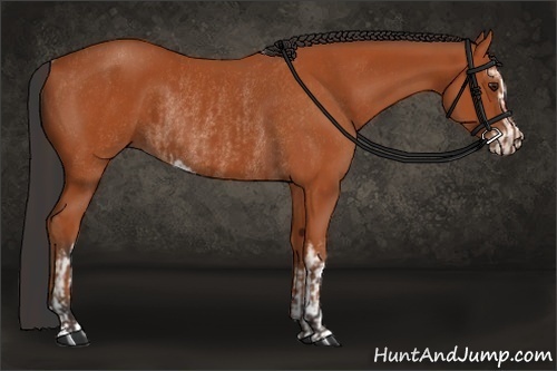 Horse Color:Bay Sabino Rabicano  and Bay Sabino Rabicano 