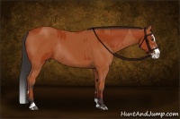 Horse Color:Bay Sabino Rabicano and Bay Sabino Splash Rabicano