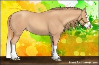 Horse Color:Gold Champagne Splash