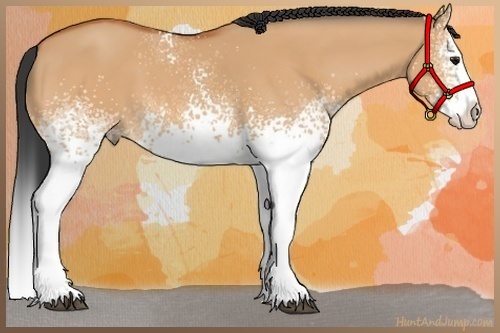 Horse Color:White Spotted Bay Dun Splash 
