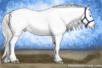 Horse Color:Cremello Splash Appaloosa 