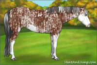 Horse Color:Bay Sabino Rabicano and Gray Bay Sabino Rabicano