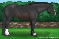 Horse Color:Brown Sabino