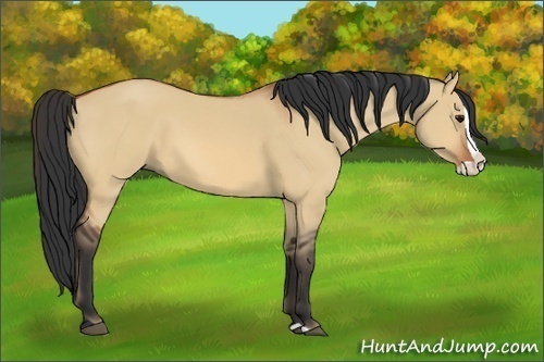 Horse Color:Bay Dun Splash 