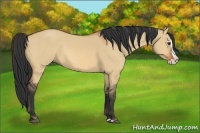 Horse Color:Bay Dun Splash