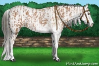 Horse Color:Buckskin Sabino Rabicano and Buckskin Sabino Rabicano