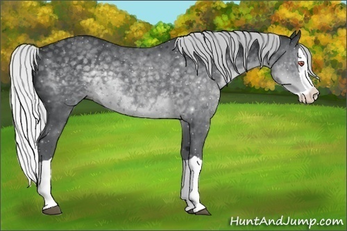 Horse Color:Silver Black Chinchilla Splash