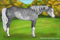 Horse Color:Silver Black Chinchilla Splash 