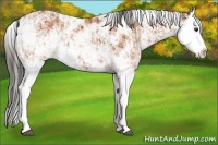 Horse Color:Bay Sabino Splash Rabicano  and Bay Sabino Splash Rabicano 