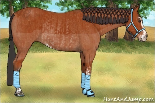 Horse Color:Bay Sabino Rabicano  and Bay Sabino Rabicano 