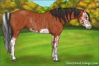 Horse Color:Bay Sabino Rabicano  and Bay Sabino Splash Rabicano 