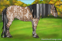 Horse Color:Gray Bay Sabino Rabicano and Gray Bay Dun Sabino Rabicano