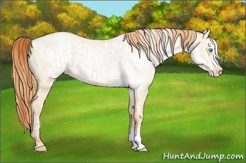 Horse Color:Buckskin Roan Pearl Dun  and Buckskin Roan Pearl Dun Frame 